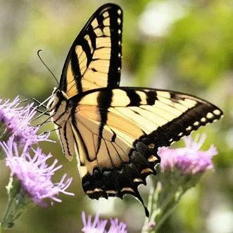 thumbnail for publication: Tiger Swallowtail, Eastern Tiger Swallowtail, Papilio glaucus Linnaeus (Insecta: Lepidoptera: Papilionidae)